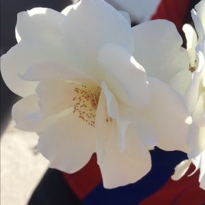 Meet your Posher, Andrea